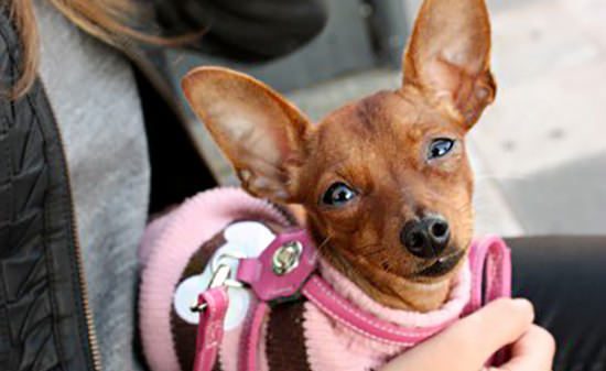 camilla_sonia_grispo