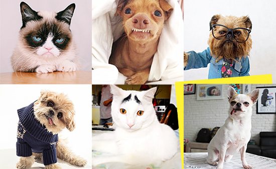 profili_instagram_animali_famosi