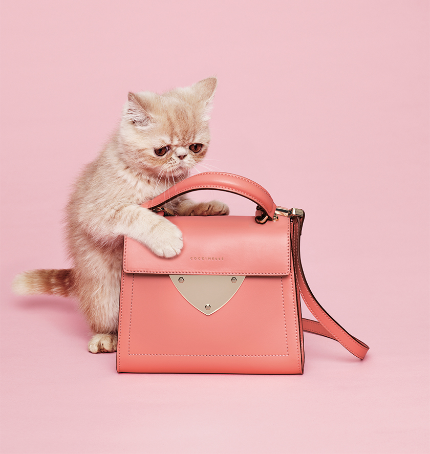 coccinelle catalogo con gatti pe 2016