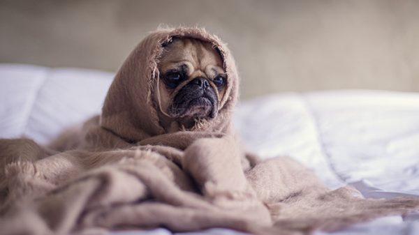 pug-cozy-love